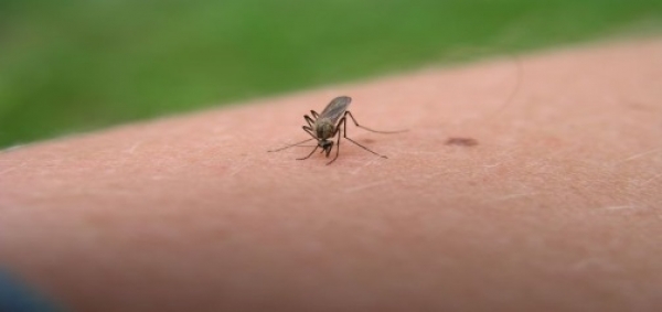 Obavijest o zaštiti protiv bolesti koje se prenose ubodom komaraca