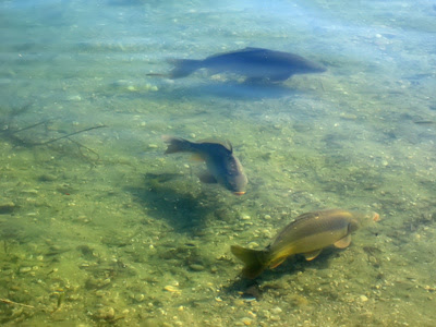 Podvodni Snjimak Šaran Grize Video Carp Live Hooked