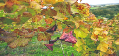 Obavijest vinogradarima – sprječavanje širenja zlatne žutice vinove loze