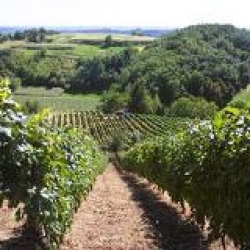 Obavijest vinogradarima