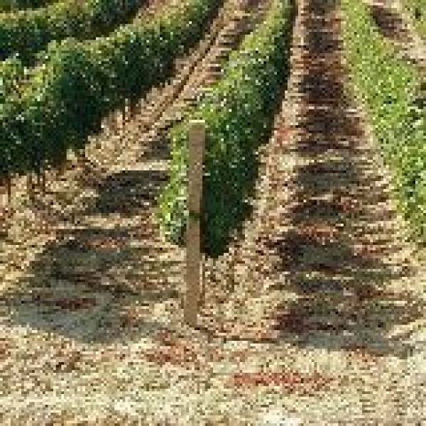 Zaštita vinove loze u početku vegetacije