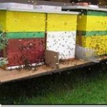 Godišnja skupština Udruge pčelara "Matica"