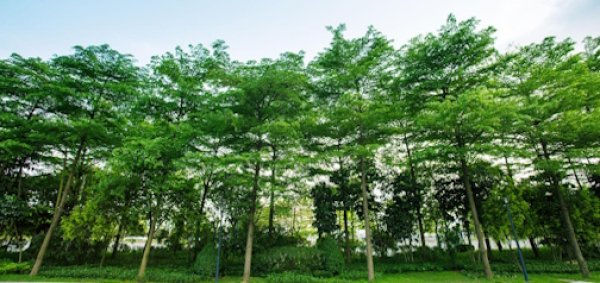Izgradnja zelene infrastrukture na području Grada Svetog Ivana Zeline (PK.3.7.08.0011)